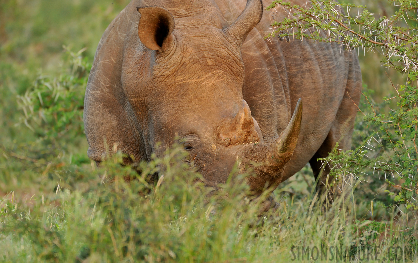 Ceratotherium simum simum [550 mm, 1/250 Sek. bei f / 6.3, ISO 2500]